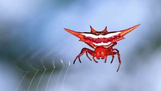 You Pick Whats the coolest Spiny OrbWeaver Spider [upl. by Aenehs]