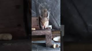 🐿️ SQUIRRELY SQUIRREL 🐿️ 5Th Night out [upl. by Einatirb]