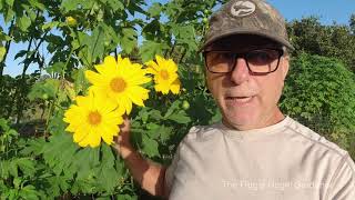 Mexican Sunflower Tithonia Diversifolia are Sterile Cultivar NonInvasive or Invasive [upl. by Eciruam249]