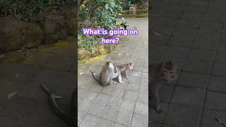 Monkey farts fart farting fartingprank monkey bali indonesia monkeyforest funny [upl. by Babby754]