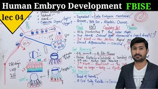 Human development class 12  Development of embryo in human by irtisams biology [upl. by Karna223]