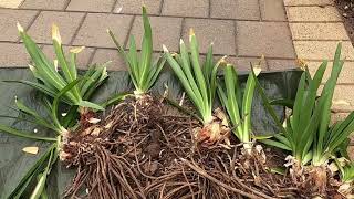 How to propagate Agapanthus orientalis [upl. by Sari]