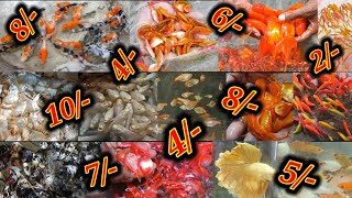 Aquarium fish are available at very low price🐟Retail amp wholesale both available🐟 Cheapest price fish [upl. by Aicile]