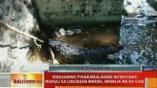 Sinasabing pinakamalaking buwayang nahuli sa Liguasan marsh ibinalik na sa ilog [upl. by Nymassej]