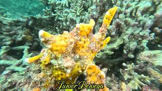 A Beautiful Warty Frog Fish Antennarius maculatus In Moalboal Cebu Philippines 🇵🇭 [upl. by Notned411]