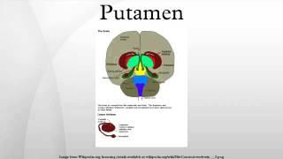 Putamen [upl. by Magan108]