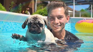 Die HUNDE WELPEN lernen SCHWIMMEN  Welpen Vlog 4 [upl. by Attah]