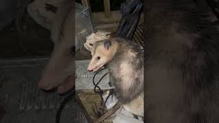 Finally getting to pet the pet porch possum without getting bit ￼ [upl. by Sakhuja503]