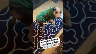 Merry Christmas From Tilly bullterrier funnyanimal animals bullterrierlove [upl. by Kylila]