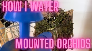 Orchid Care How I Water My Mounted Orchids [upl. by Nannahs]