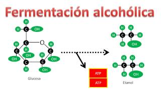 Bioquímica  Fermentación alcohólica [upl. by Cowden]