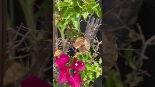 Selecting Bougainvillea Plant Cuttings [upl. by Swiercz]