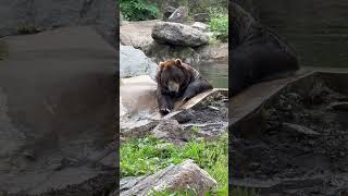 Chilling Bears at Bear Mountain bear bearmountain newyork usa shorts [upl. by Dnomde36]