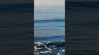 Seals basking on a beautiful October dog walk Sovereign Harbour to Bexhill on Sea [upl. by Shalom]