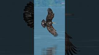 Insane slow motion eagle glides in and grabs a fish from the surface of the water birds animals [upl. by Nerrot175]