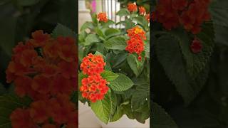 Lantana plant🏵️lantana gardening [upl. by Eleazar898]