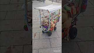 CUTE PUPPY ON THE REMOTE CONTROL CONTROL CAR youtubers goodvibes viraldoglover [upl. by Icart]