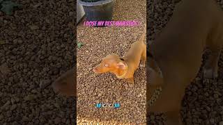 Tilly the dachshund puppy dachshund love cute friendship trust wienerdogs loud [upl. by Fields]