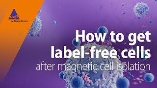 How to get labelfree cells after magnetic cell isolation [upl. by Yelsiap]