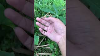 releasing praying mantis [upl. by Larrabee]