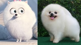 The Secret Life of Pets ALL CHARACTERS IN REAL LIFE [upl. by Jenness]