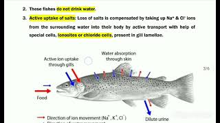 OSMOREGULATION IN FISHES Freshwater amp Marine water fishes [upl. by Malca]