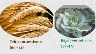 Autopolyploidy and Allopolyploidy part 2 [upl. by Ahsim]