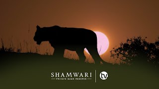 A Day on Shamwari Private Game Reserve  A Wildlife Documentary [upl. by Yetty484]