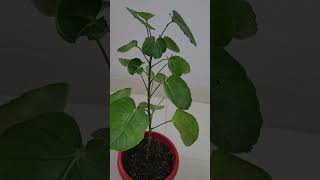 Polyscias Scutellaria  Plum Aralia growing tips [upl. by Iatnahs]