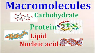 Macromolecules Full part Carbohydrate Protein Lipid and Nucleicacid [upl. by Ynatterb]