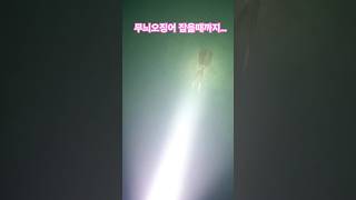 무늬오징어 흰꼴뚜기 오징어 스킨해루질 해루질 물질 포항 포항바다 sepioteuthis lessoniana squid diving [upl. by Ittap]