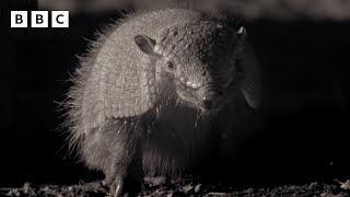 Amazing armadillo looks for love  Mammals  BBC [upl. by Assek870]