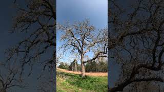 Look what I found Road to Giddings TX 👽texas outdoors oldtree explore Travel [upl. by Nilyam527]