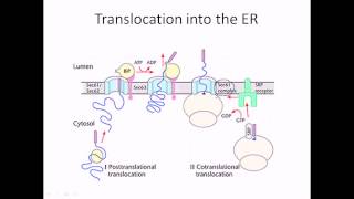 Protein translocation into the endoplasmic reticulum [upl. by Troyes]