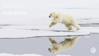 Polar Bears in the Arctic [upl. by Zared206]