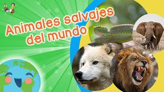 Animales Salvajes para Niños Videos Educativos para Niños [upl. by Gavriella]