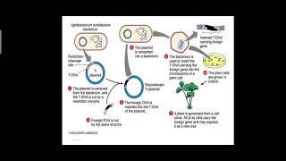 Gene Transfer Technology Dr M Sathish [upl. by Adena821]