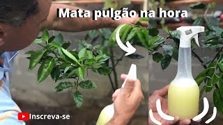 Como Acabar Com o Pulgão da Laranjeiraformigascochonilha fumaginalagarta nas plantasMATA TUDO [upl. by Bronder]