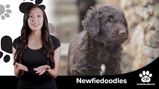 Newfiedoodle Breed Information and Characteristics [upl. by Ramalahs]