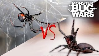 Spider vs Spider Showdowns 15  MONSTER BUG WARS [upl. by Nola]