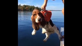 basset hound swimming in lake [upl. by Papageno]