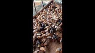 Its raining outside and the chickens are huddled together for warmth youtubeshort [upl. by Winnick]