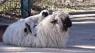 Walliser Schwarznasenschaf im Tierpark Berlin geboren [upl. by Edialeda]