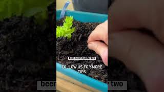 Food from food foodplusfreedom homsteading celery regrowing [upl. by Adneram400]