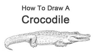 How to Draw a Crocodile [upl. by Therron]