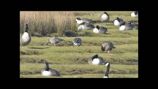 Three Pink footed geese and Spoonbill Hayle [upl. by Reginald]