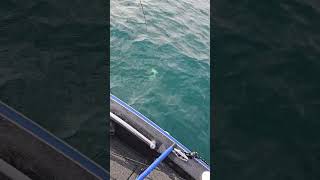 Casting lake trout on lake Michigan fishing trout casting livescope [upl. by Hett]