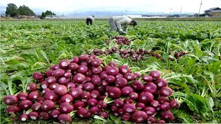 Asian Radish Harvesting Modern Machine  Radish Processing Japan Agriculture Farm [upl. by Ahmad]