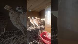 bobwhites quail malebobwhite femalebobwhites gamebirds fyp [upl. by Olin]