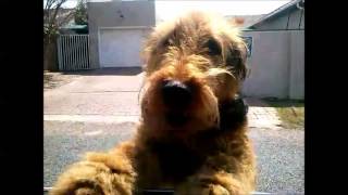 An Airedale Terrier Welcome [upl. by Yelrehs]